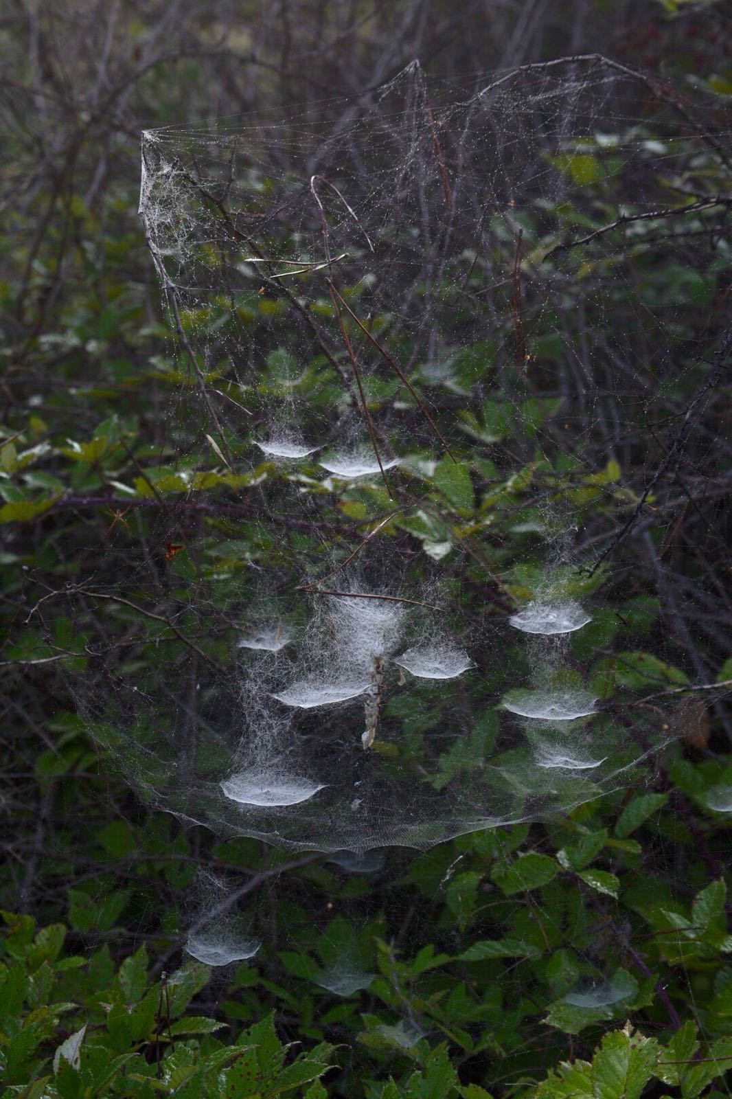 La Cyrtophora citricola: il ragno ingegnere